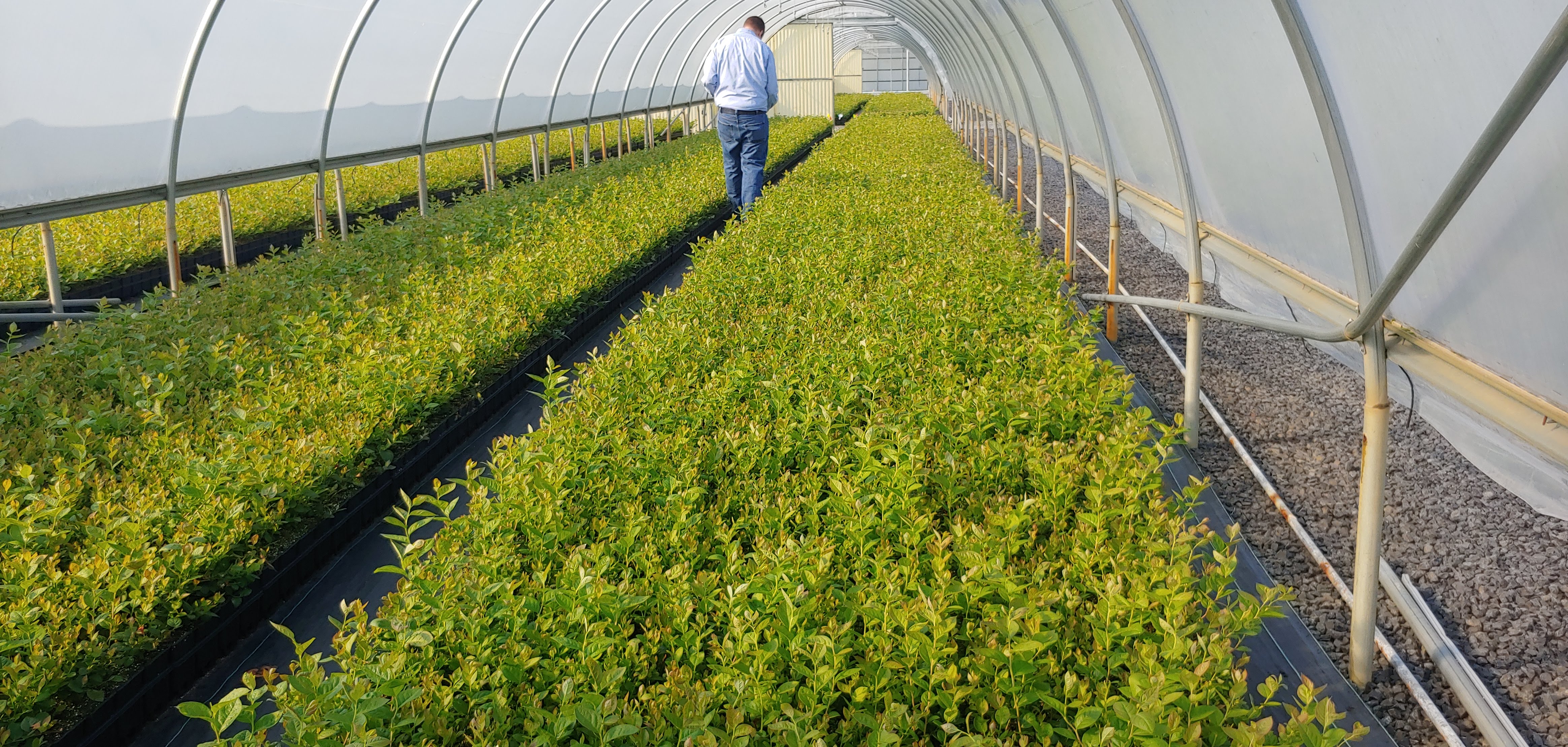Nursery operation