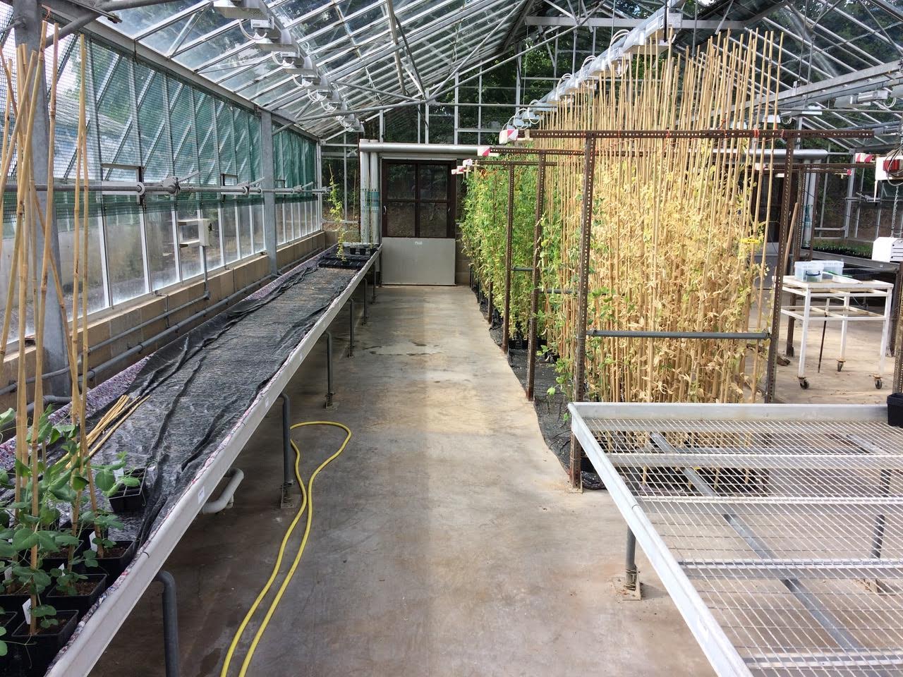 Greenhouse interior